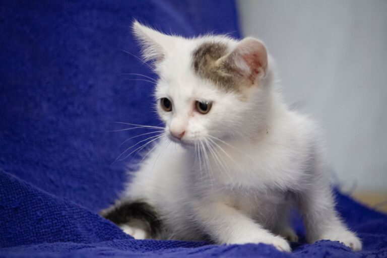 multimedia-foto75144-942-1