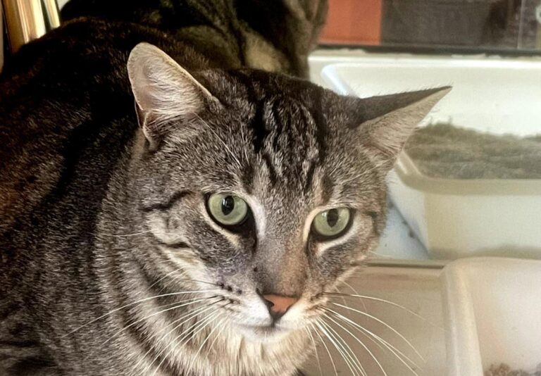 multimedia-foto75151-799-1