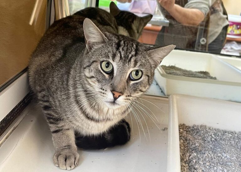 multimedia-foto75152-800-1