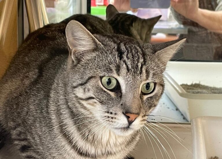 multimedia-foto75153-800-1