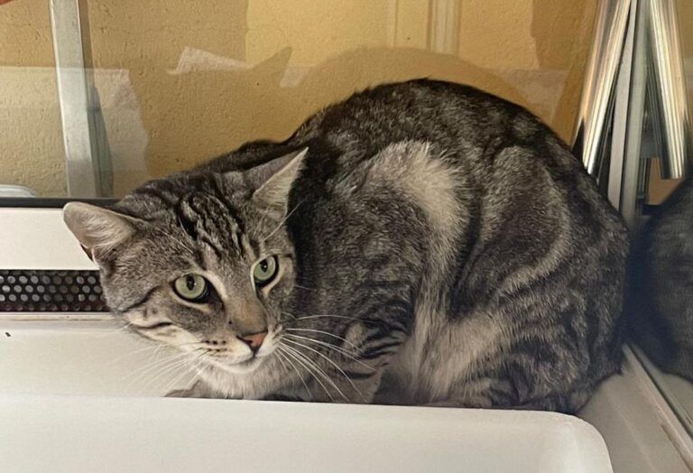 multimedia-foto75155-800-1