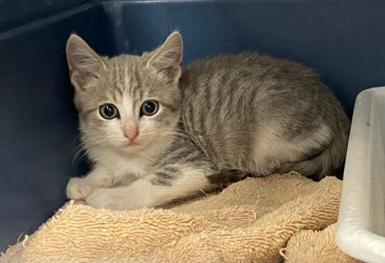 multimedia-foto75158-126-1