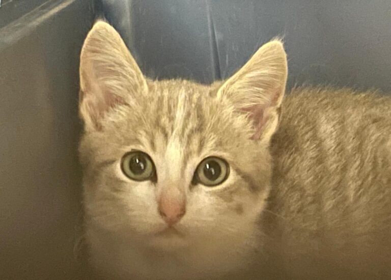 multimedia-foto75159-126-1