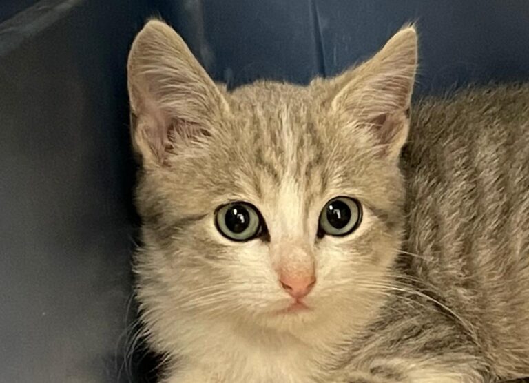 multimedia-foto75160-126-1