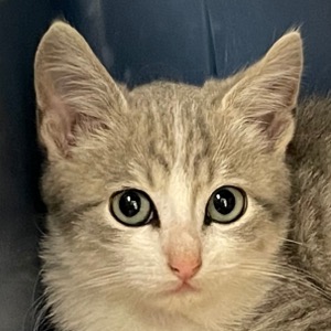 multimedia-foto75161-126-1