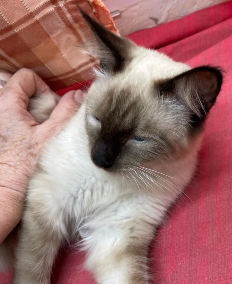 multimedia-foto75254-915-1