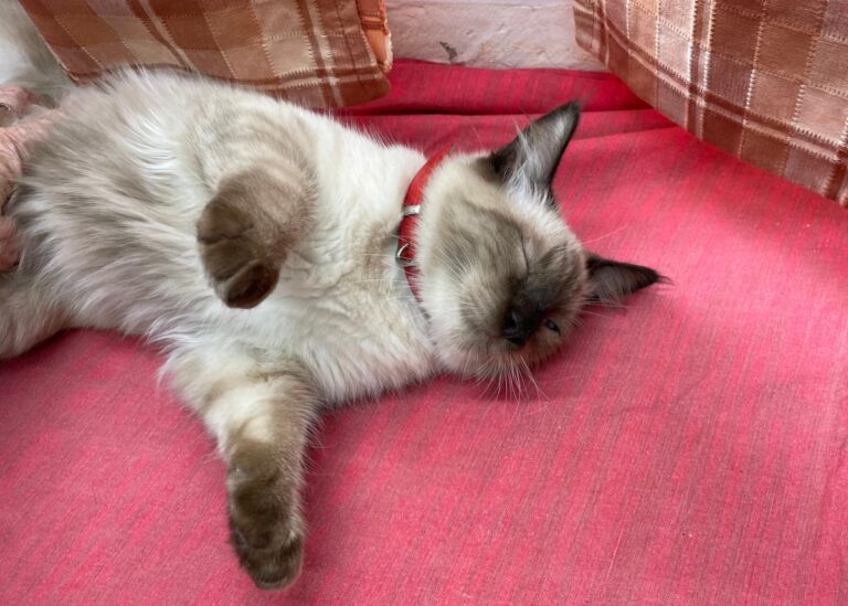 multimedia-foto75257-916-1