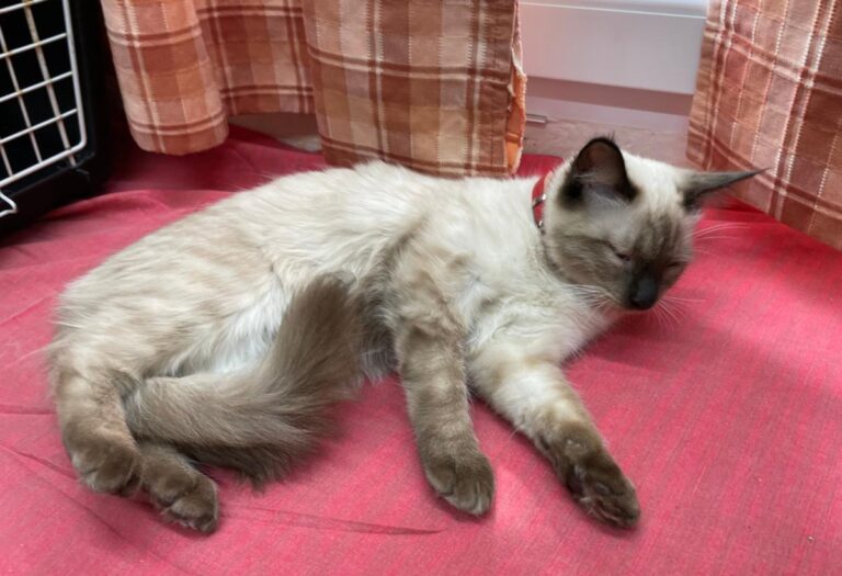 multimedia-foto75258-916-1