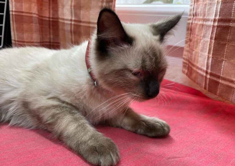 multimedia-foto75259-916-1