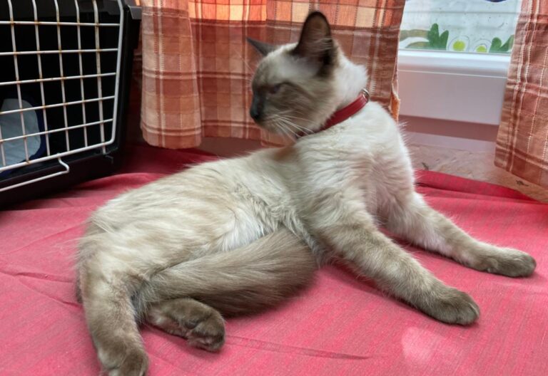 multimedia-foto75260-916-1