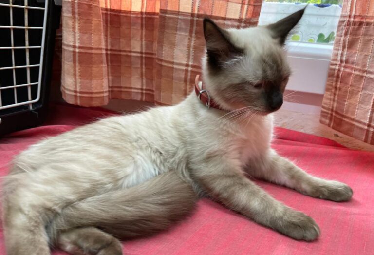 multimedia-foto75261-917-1