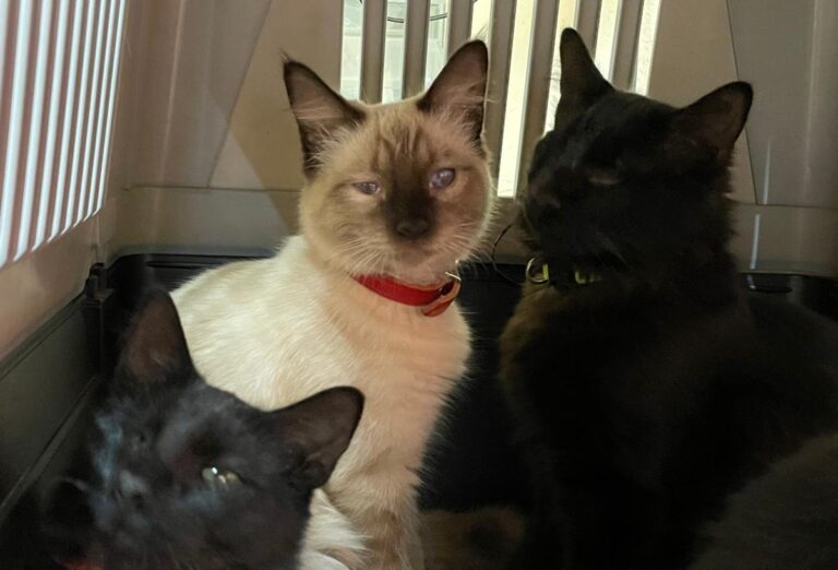 multimedia-foto75262-946-1