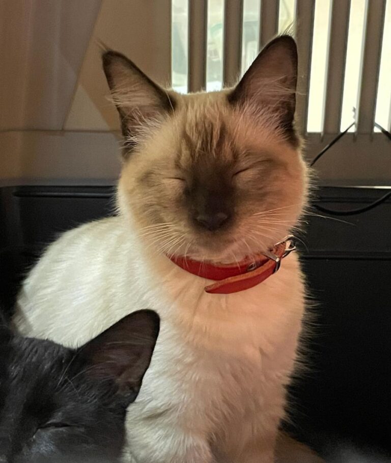 multimedia-foto75263-946-1