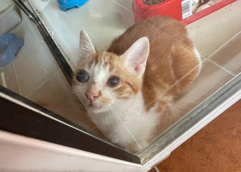 multimedia-foto75287-70-1