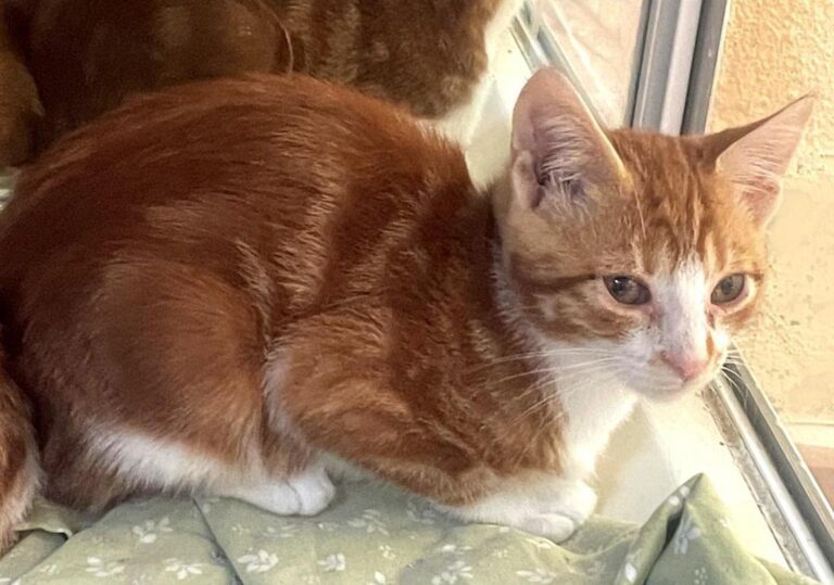 multimedia-foto75289-70-1