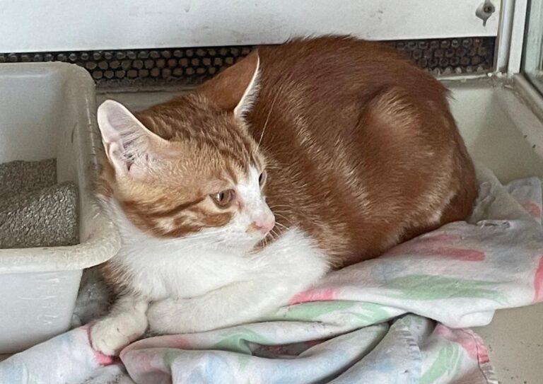 multimedia-foto75290-70-1