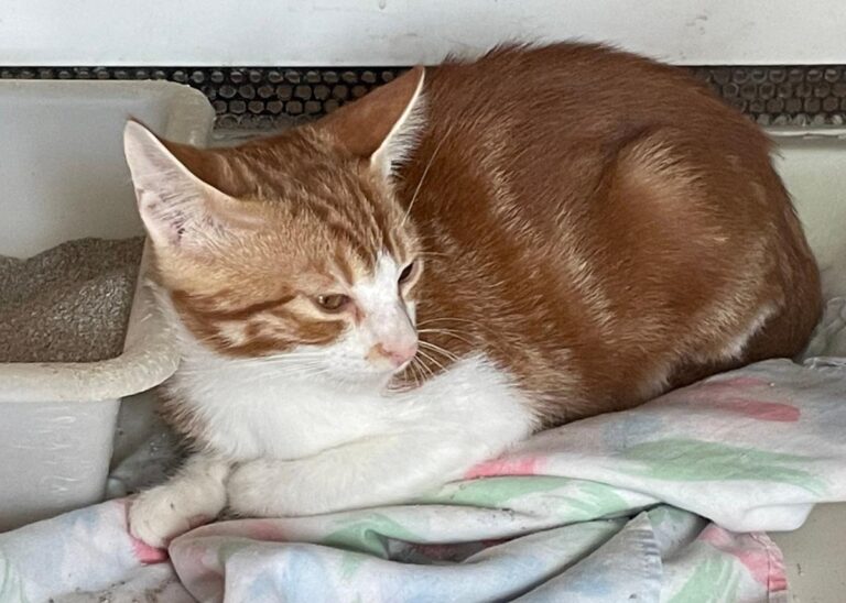 multimedia-foto75291-71-1