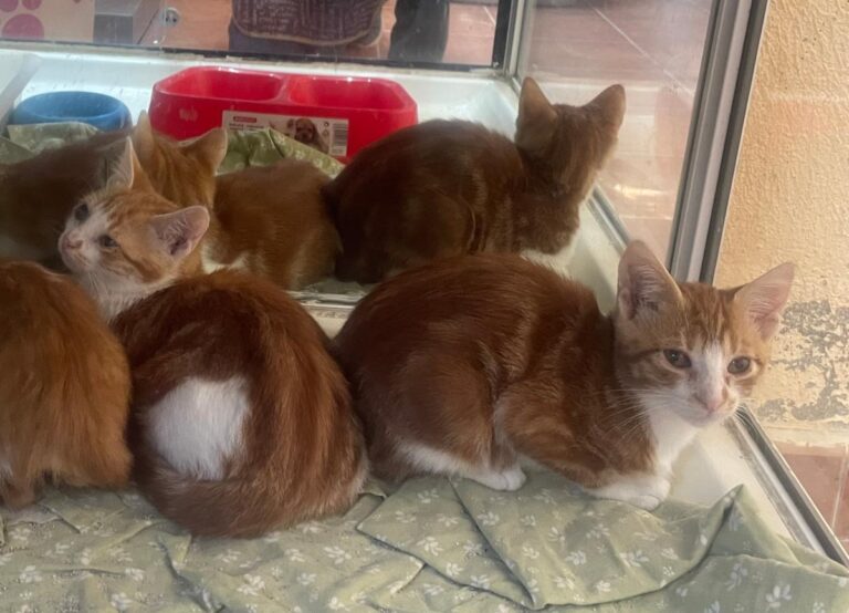 multimedia-foto75306-292-1