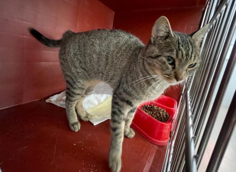 multimedia-foto75338-663-1