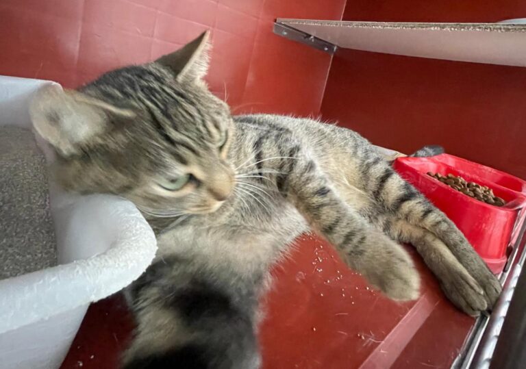 multimedia-foto75339-663-1