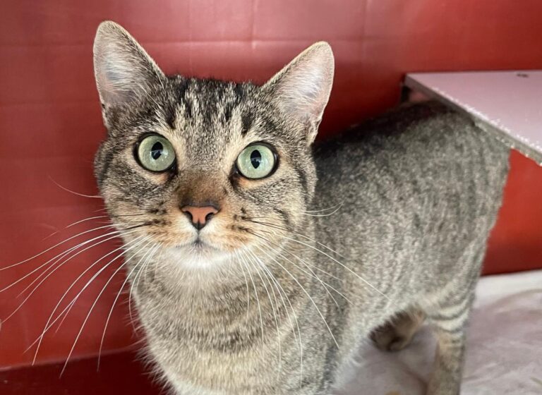 multimedia-foto75340-663-1