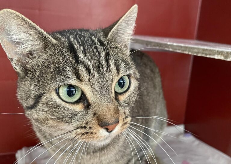 multimedia-foto75341-663-1