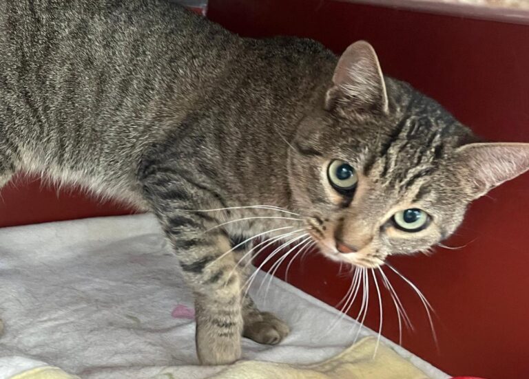 multimedia-foto75342-663-1