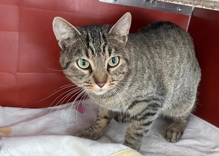 multimedia-foto75343-663-1