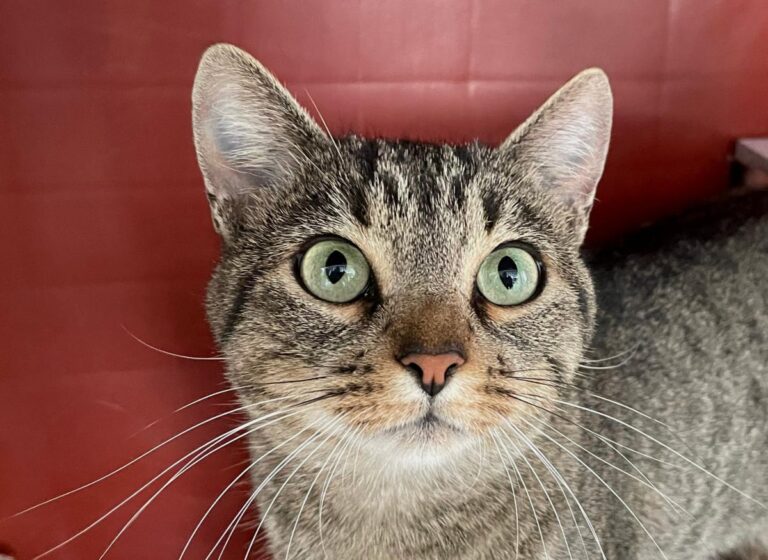 multimedia-foto75344-664-1