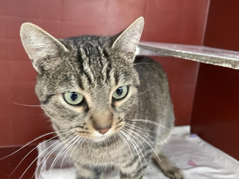 multimedia-foto75345-664-1