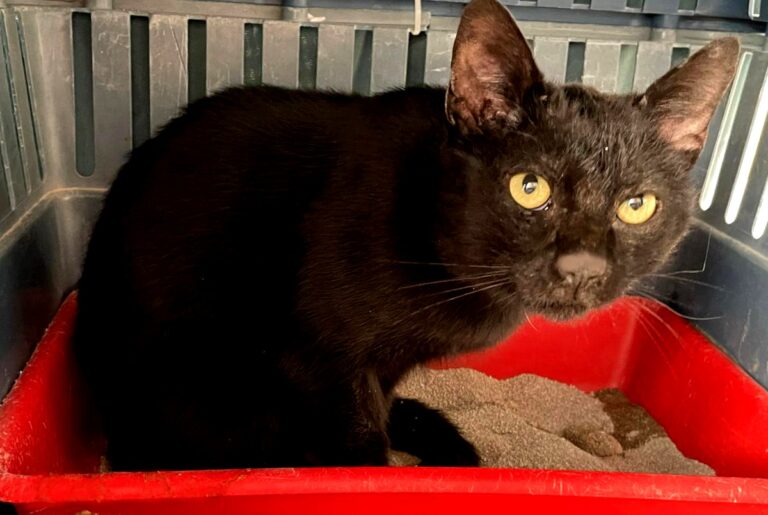 multimedia-foto75346-915-1