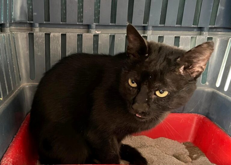 multimedia-foto75347-916-1