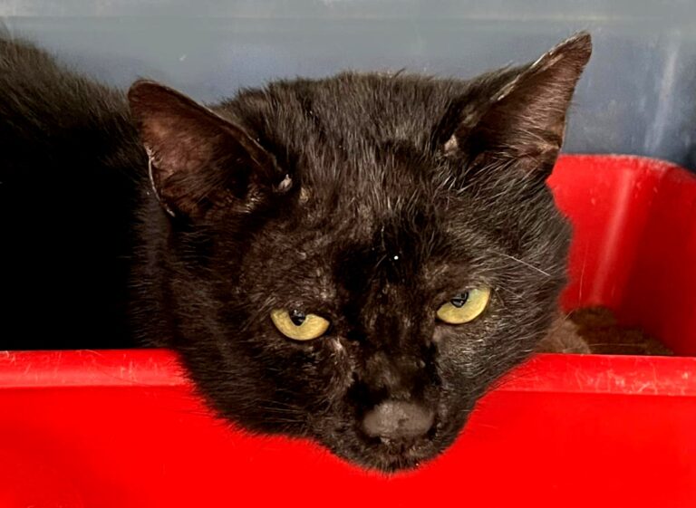 multimedia-foto75348-916-1