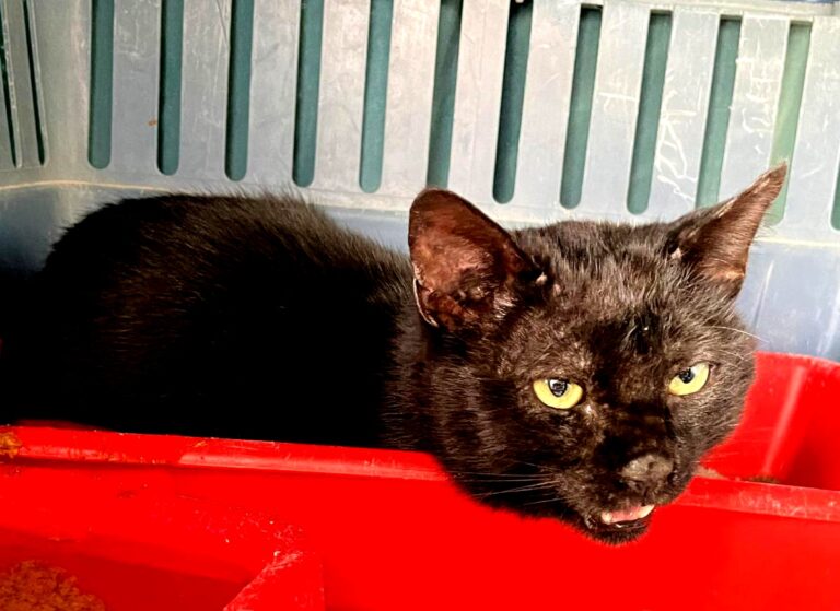 multimedia-foto75349-916-1