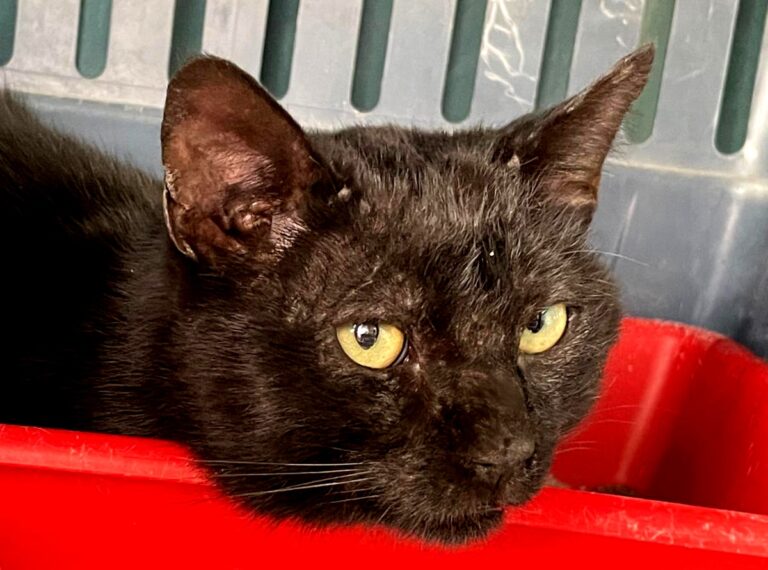 multimedia-foto75350-916-1