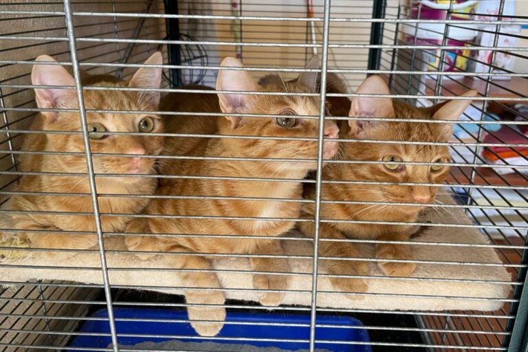 multimedia-foto75389-560-1