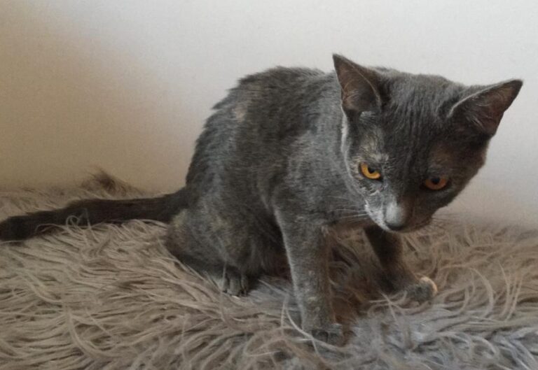 multimedia-foto75449-491-1