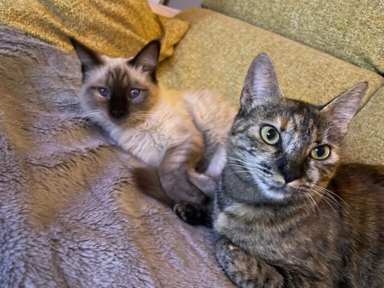 multimedia-foto75464-733-1