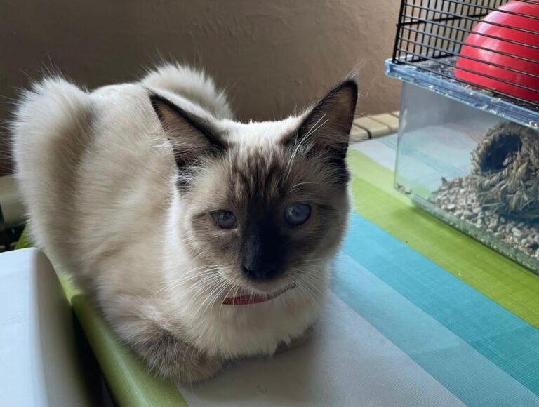 multimedia-foto75466-733-1