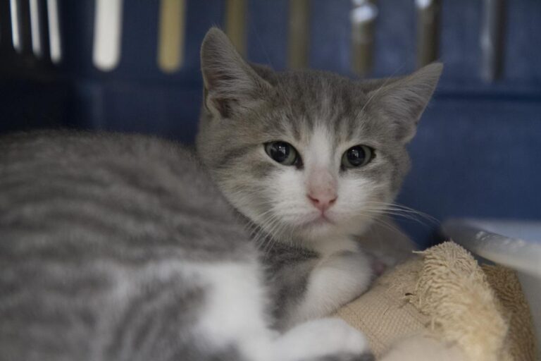 multimedia-foto75485-632-1