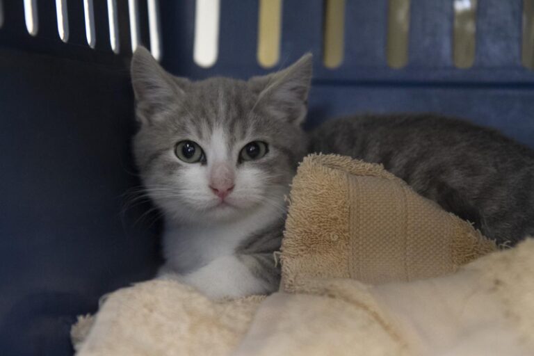 multimedia-foto75486-633-1