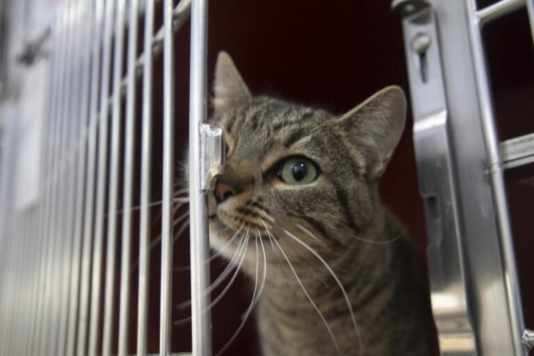 multimedia-foto75487-734-1