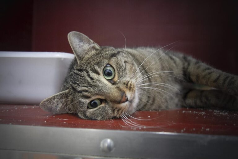 multimedia-foto75488-735-1