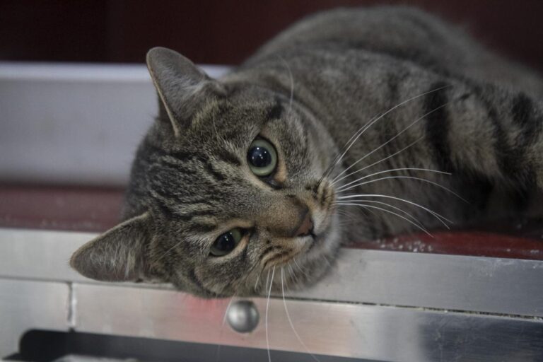 multimedia-foto75489-735-1