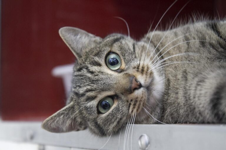 multimedia-foto75490-735-1