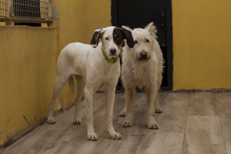 multimedia-foto75515-766-1