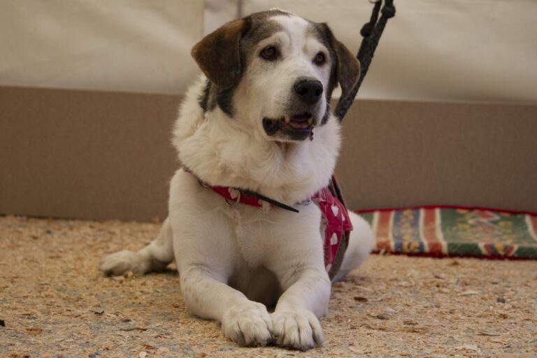 multimedia-foto75522-594-1