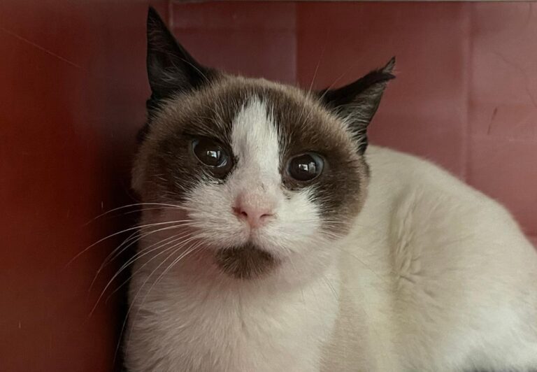 multimedia-foto75682-954-1