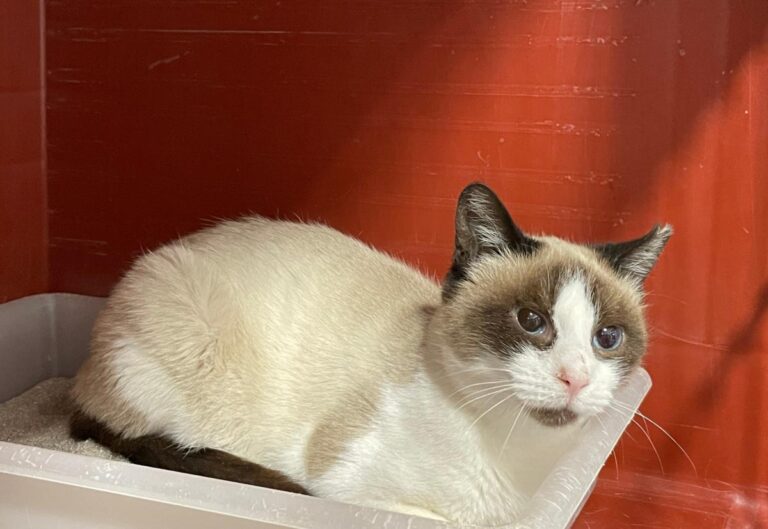 multimedia-foto75683-954-1