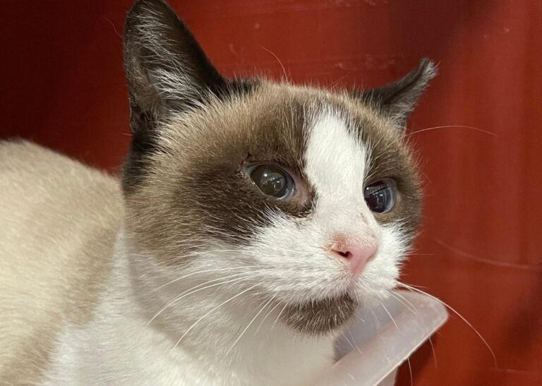 multimedia-foto75684-954-1